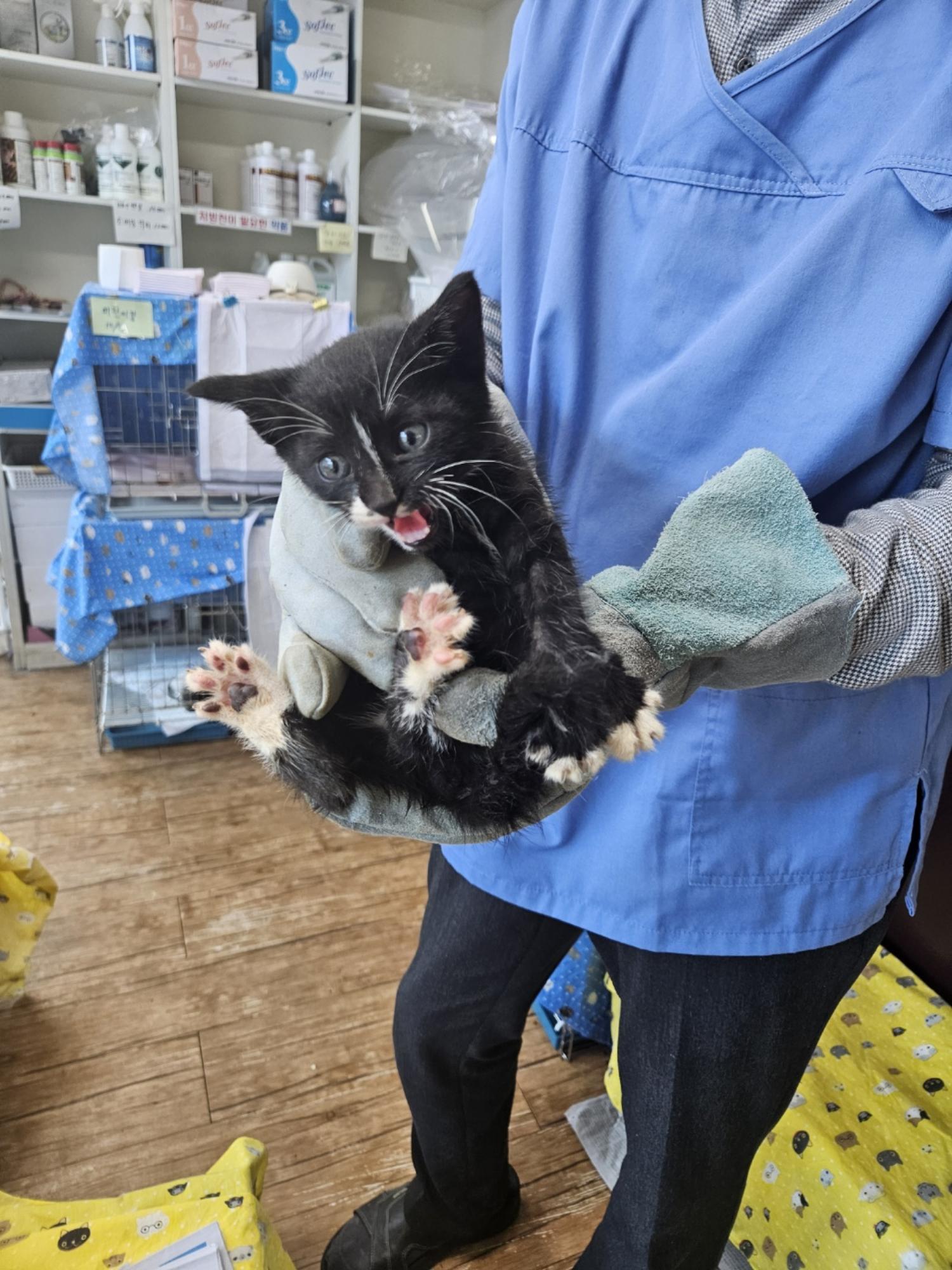 정선가축병원_442429202300972